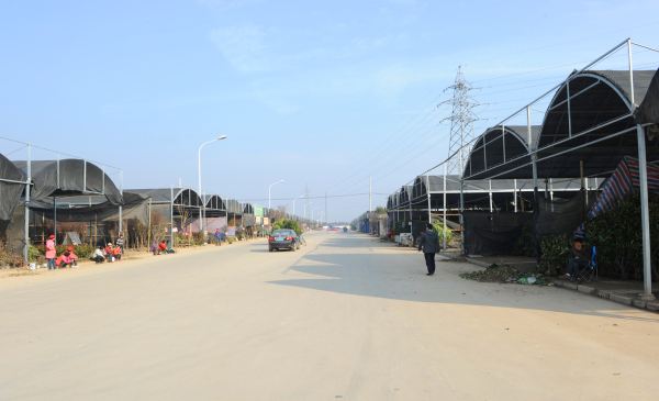 常州夏溪花木市場