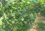 葡萄防鳥網