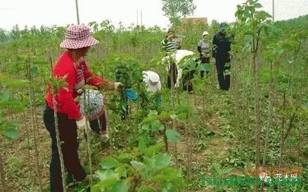 春季苗木除草是關(guān)鍵