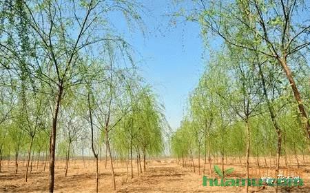 春季苗木除草是關(guān)鍵