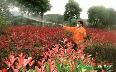 春季苗木除草是關(guān)鍵