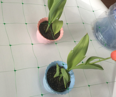 菊花種植網(wǎng) 爬藤網(wǎng) 韭黃長(zhǎng)豆扁豆種植網(wǎng)