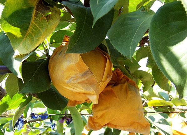 小鳥愛吃櫻桃、桑葚……趕鳥神器看這里~~~