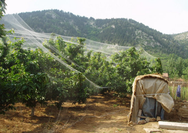 小鳥愛吃櫻桃、桑葚……趕鳥神器看這里~~~