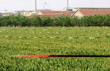 小鳥愛吃櫻桃、桑葚……趕鳥神器看這里~~~