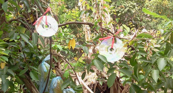 小鳥愛吃櫻桃、桑葚……趕鳥神器看這里~~~