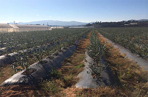 藍莓種植基地防草布