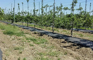 蘋果園用防草布園藝地布