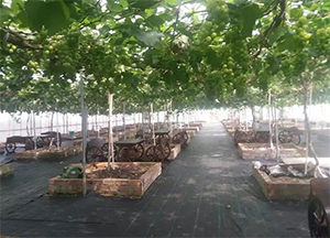 葡萄園 用防草布 園藝地布