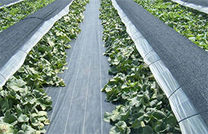 庭院蔬菜用防草布