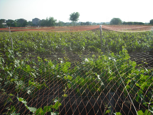 葡萄防鳥網(wǎng)