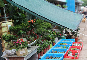 多肉遮陽網(wǎng)