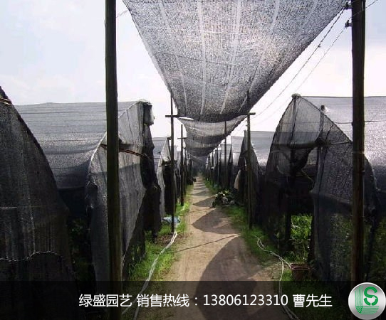 蔬菜大棚專用防蟲害遮陽網(wǎng)廠家
