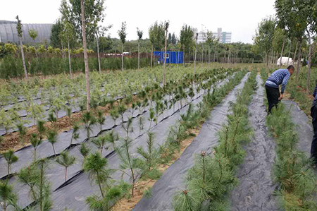 防草布 園藝地布