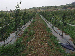 果樹防草布