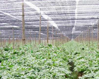 三七遮陽網(wǎng) 遮光網(wǎng)